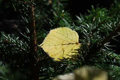 Tilia cordata - lípa srdčitá - detail podzimního listu